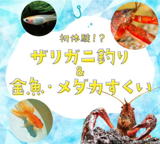 初体験 ザリガニ釣り 金魚 メダカすくい Ma 福岡の新築一戸建てはhit住宅展示場
